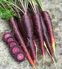 Purple Elite – Carrot Seed