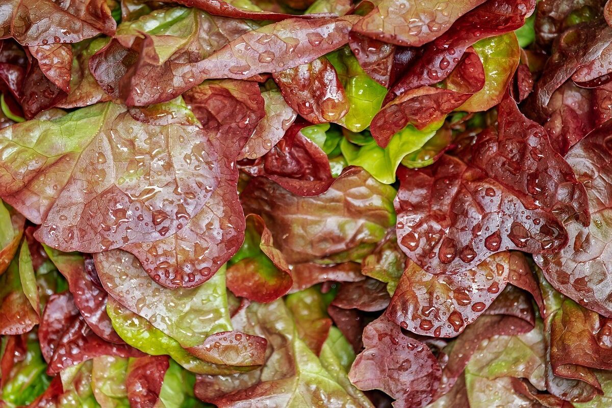 Lettuce Biscia Salad Bowl Vegetable Seeds
