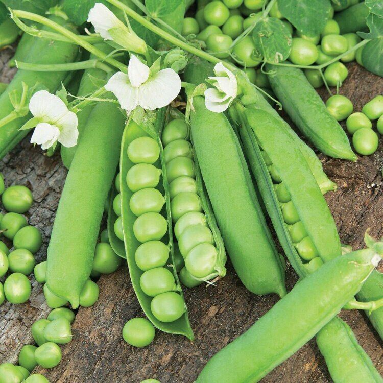 Sugar Pea, Snow Pea Vegetable Seeds