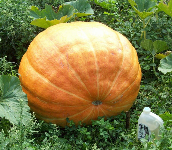Wallace Whoppers Giant Pumpkin Seeds for Record-Breaking Yields 100 pcs