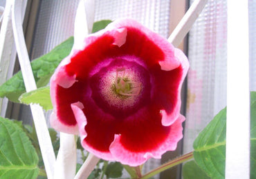 Heirloom Non-GMO Sinningia Gloxinia Flower Seeds for Planting – Tropical Blooming Garden Seeds