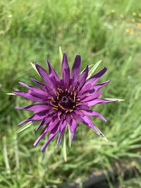 Salsify Edible Flower Seeds for Planting – Heirloom, Non-GMO Flower Seeds