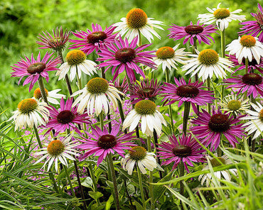 Mixed Echinacea Lustre Wildflower Seeds for Planting - Heirloom Seeds to attract Pollinators & Butterflies