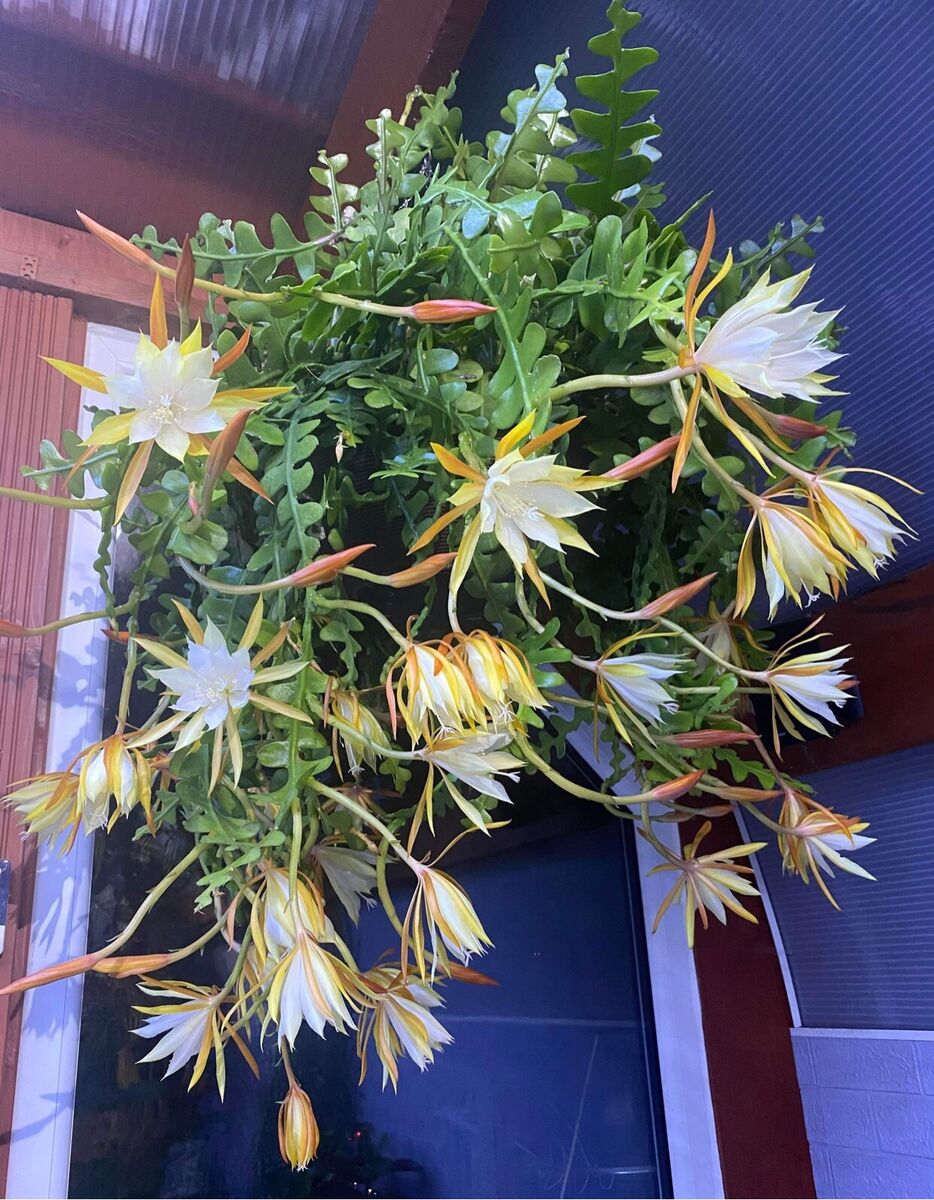 Heirloom Yellow White Epiphyllum Flower Seeds – Non-GMO Exotic Night Blooms for Garden Planting - Yellow for planting in home garden