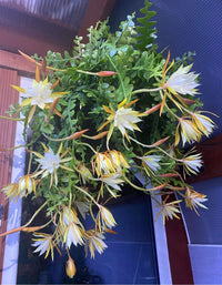 Heirloom Yellow White Epiphyllum Flower Seeds – Non-GMO Exotic Night Blooms for Garden Planting - Yellow for planting in home garden