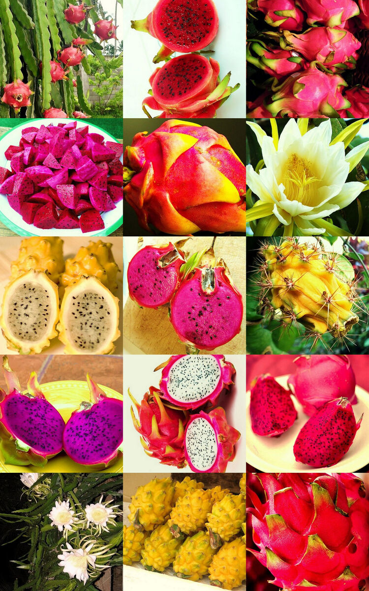 Mixed Pitaya Hylocereus seeds for planting in home garden