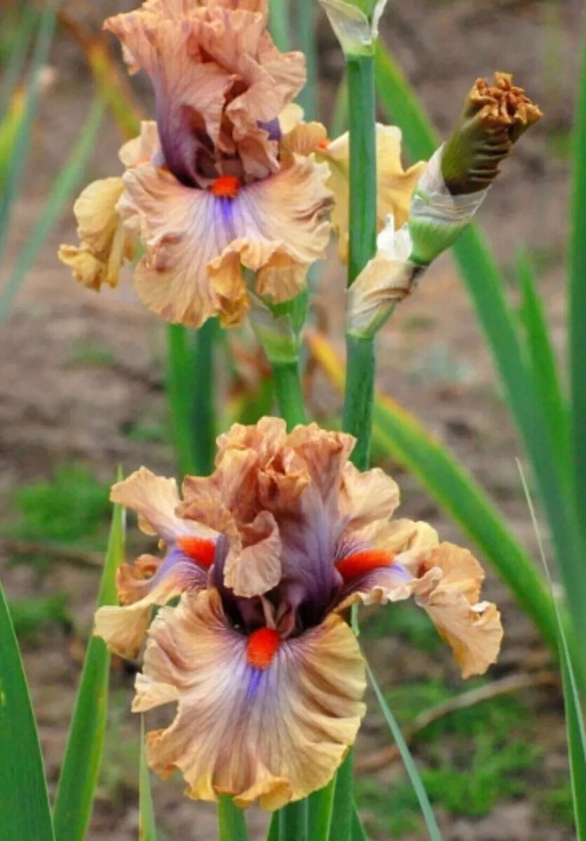 Jealous Guy Bearded Iris Seeds