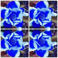 Heirloom Non-GMO Deep Blue Adenium Obesum Flower Seeds for Planting – Desert Rose Seeds - Non-GMO for planting in home garden
