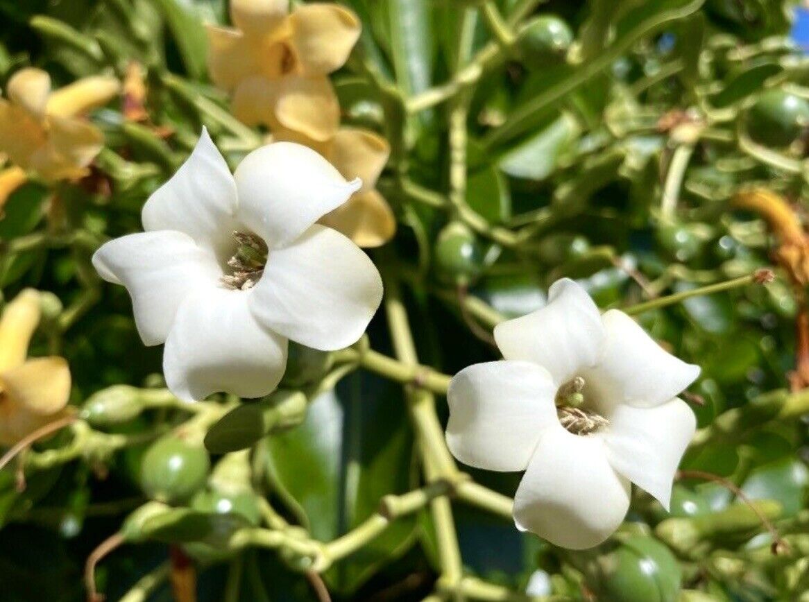 Heirloom Non-GMO Fagraea Flower Seeds for Planting – Fragrant Tropical Evergreen Garden Blooms - Non-GMO for planting in home garden