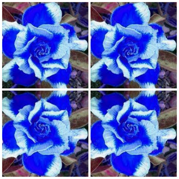 Heirloom White Blue Adenium Obesum Flower Seeds for Planting – Non-GMO, Exotic Blooms