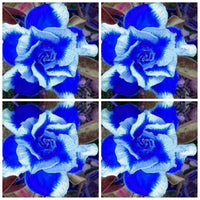 Heirloom White Blue Adenium Obesum Flower Seeds for Planting – Non-GMO, Exotic Blooms