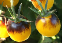Indigo Kumquat – Tomato Seed
