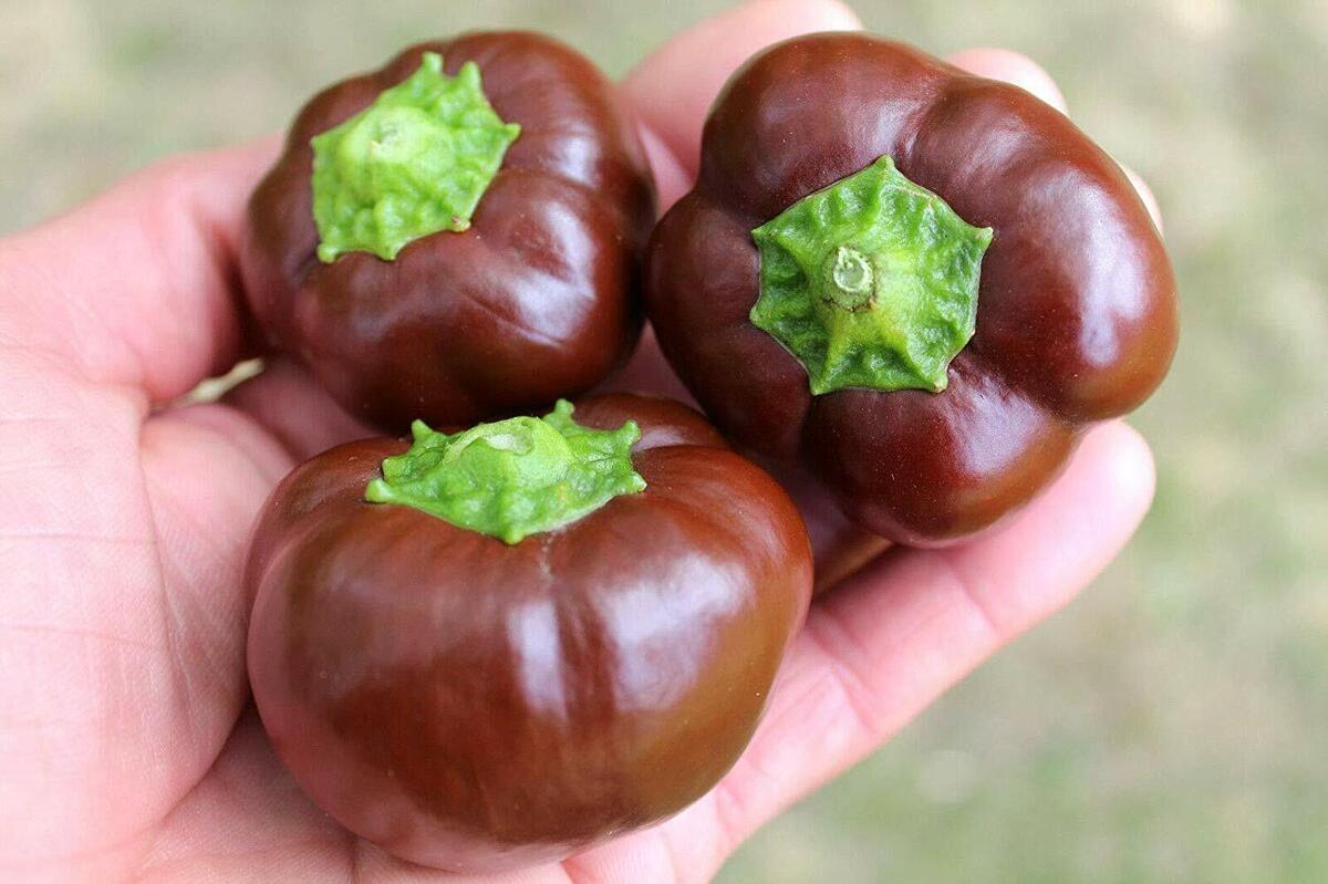Sweet Chocolate – Organic Bell Pepper Seed