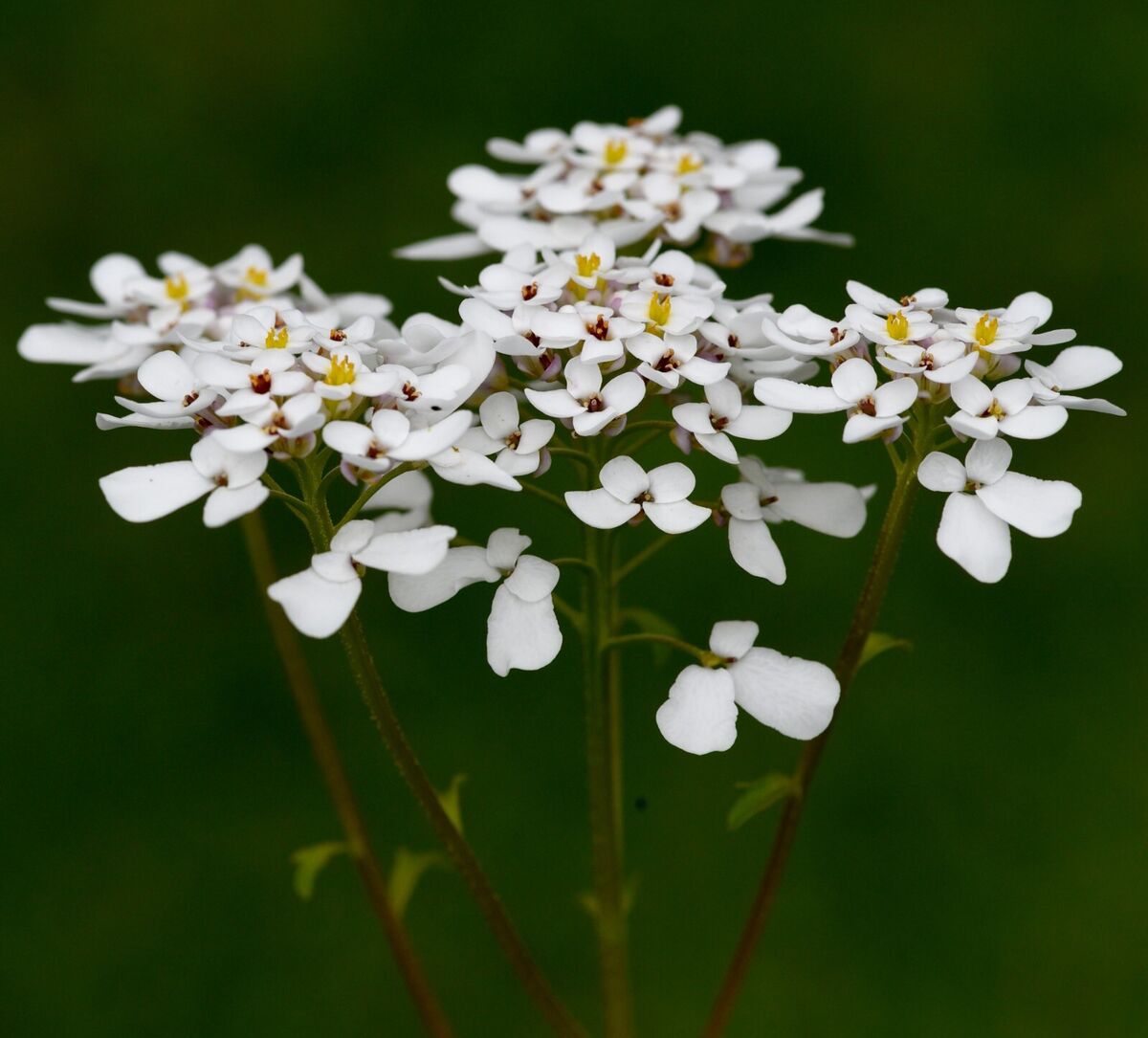 Candytuft- Iceberg