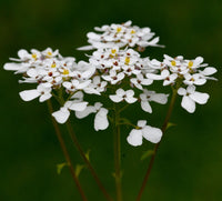Candytuft- Iceberg