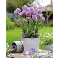 Rosy Dream Allium Seeds