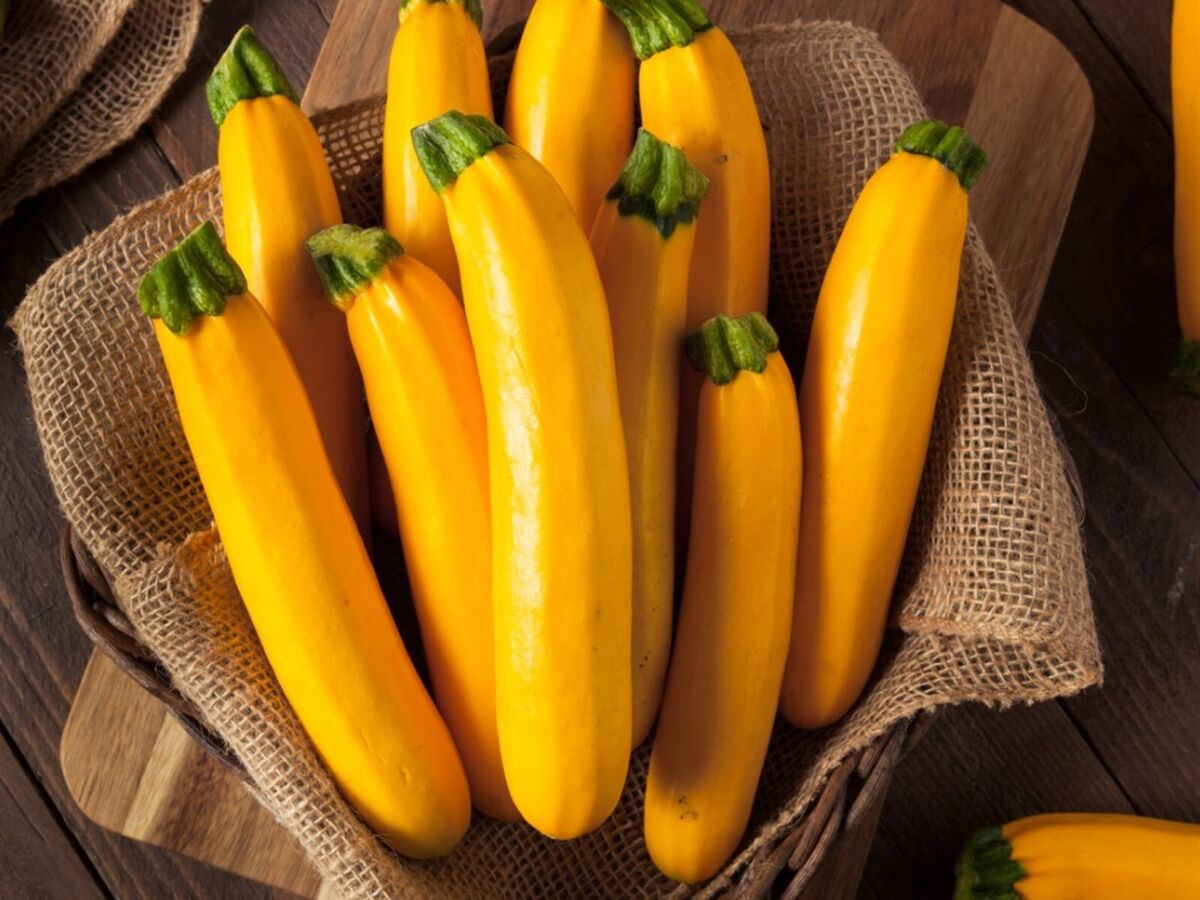 Goldmine – Zucchini Squash Seed
