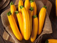 Goldmine – Zucchini Squash Seed