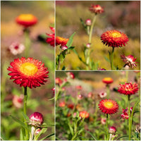 Everlasting Daisy- Scarlet