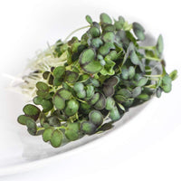 Mizuna, Red Kingdom – Microgreen Seed