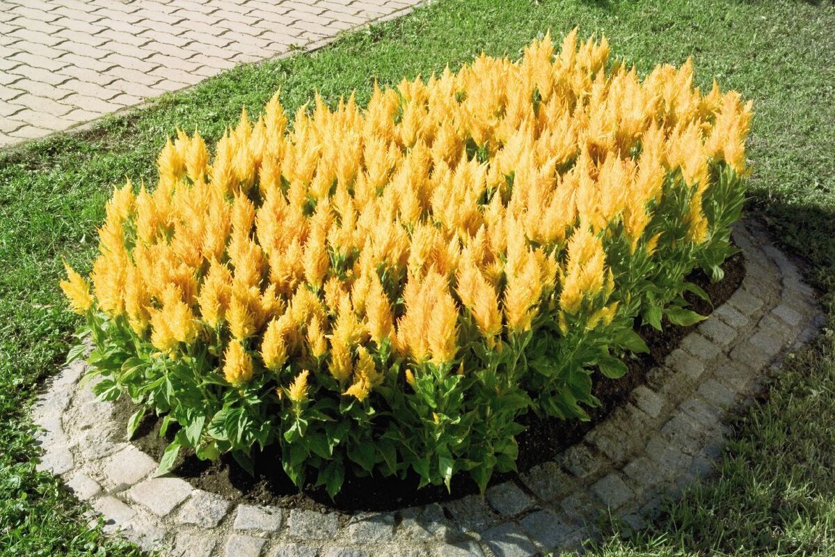 Celosia- Lilliput Golden Feather