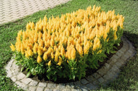 Celosia- Lilliput Golden Feather