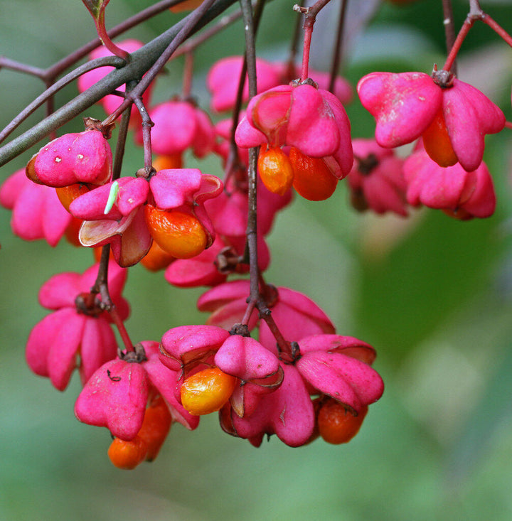 Heirloom Non-GMO Spindle Flower Seeds for Planting – Decorative Ornamental Blooms for Garden Landscapes