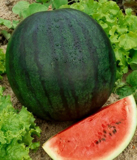 Sugar Baby – Watermelon Seed