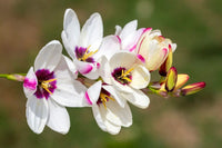 Ixia Spotlight Bulbs