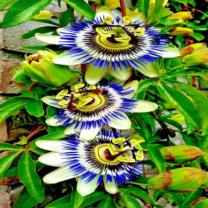 Sky Blue White Passion Flower Seeds for Planting – Organic, Heirloom, Non-GMO Seeds
