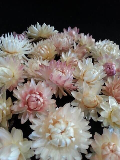 Everlasting Daisy- Silvery Rose