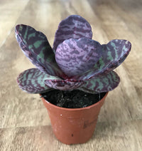 Kalanchoe Humilis Purple White Seeds – Organic, Heirloom, Non-GMO Seeds for Planting