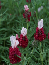 Heirloom Non-GMO Provence Lavender Plant Seeds – Red Blooms for Planting
