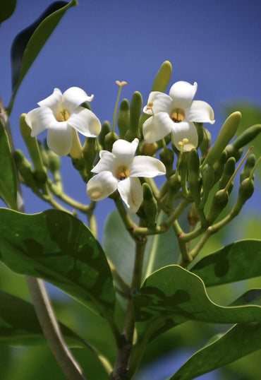Heirloom Non-GMO Fagraea Flower Seeds for Planting – Fragrant Tropical Evergreen Garden Blooms