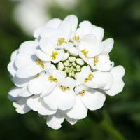 Candytuft- Empress White