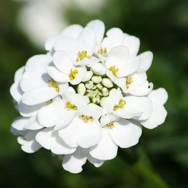 Candytuft- Empress White