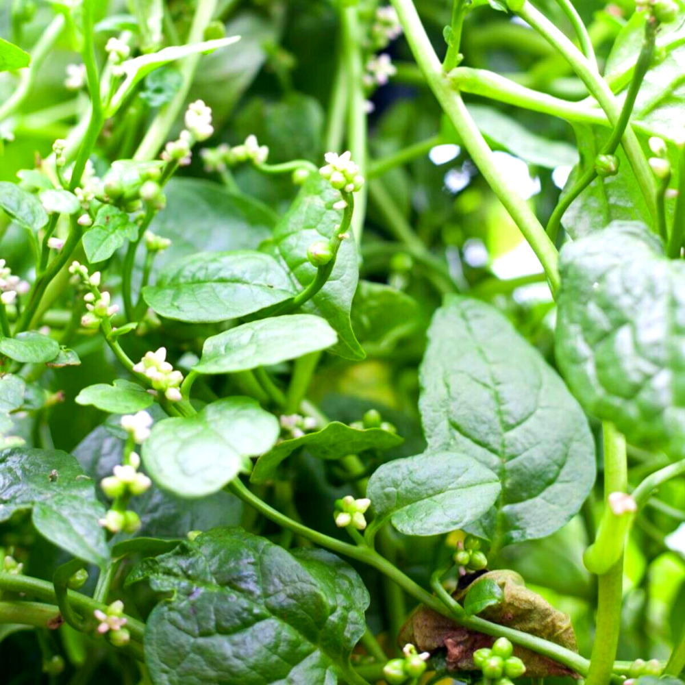 Green Malabar Spinach Specialty Green Seed
