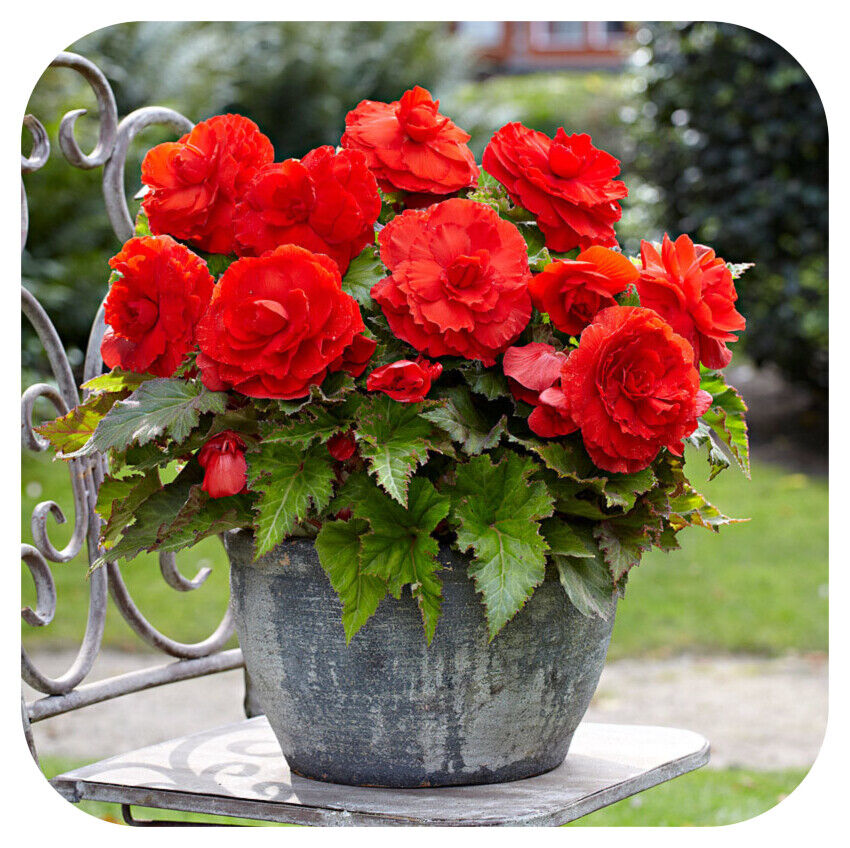 Red Glory Hanging Basket Begonia