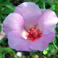 Native Hibiscus