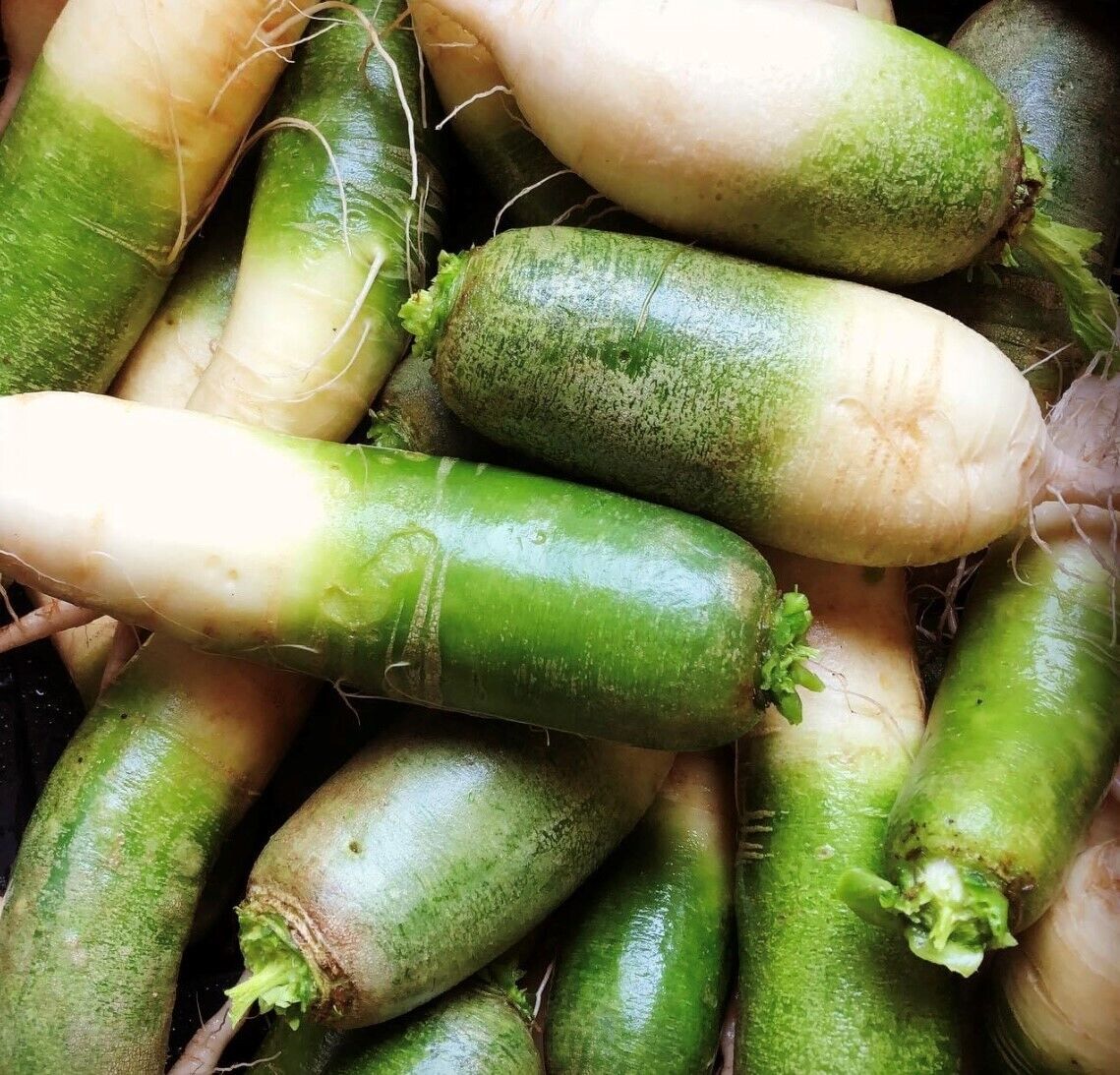 Green Luobo Improved – Radish Seed