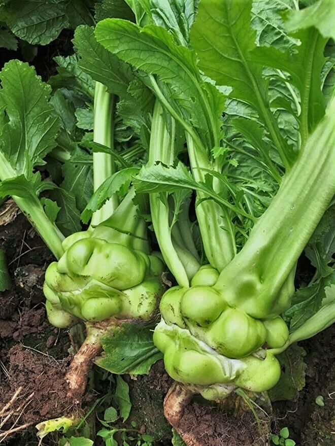 Chinese Mustard- Swollen Stem