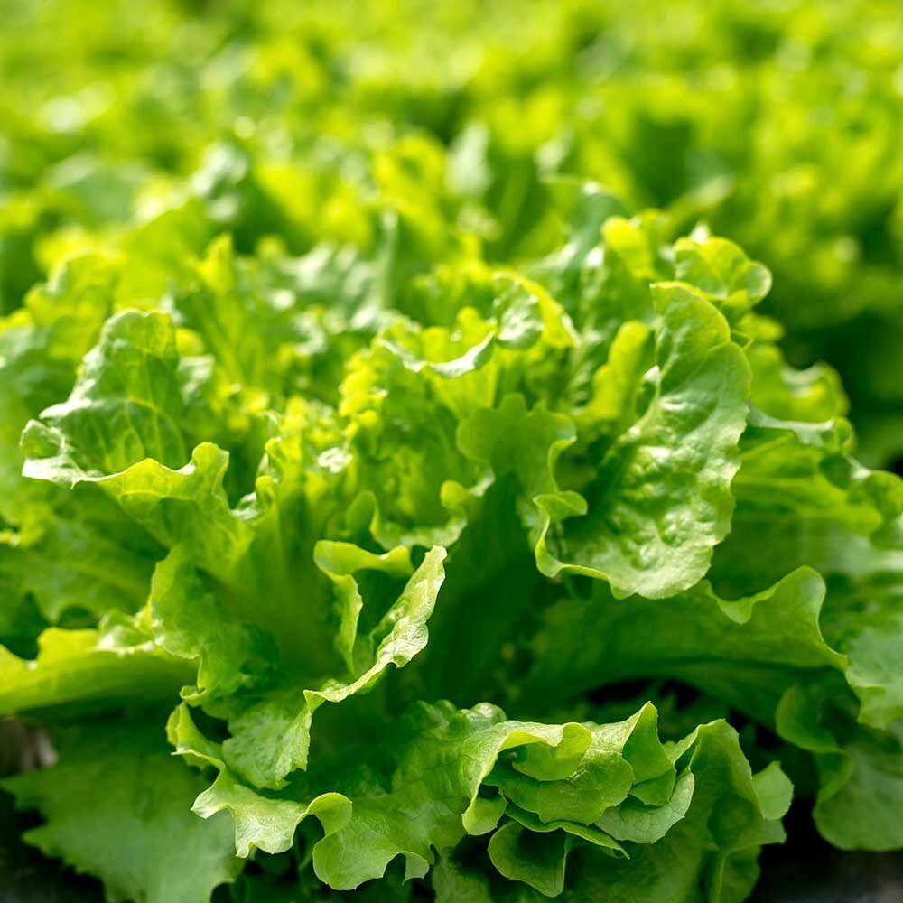 Green Saladbowl – Organic Lettuce Seed
