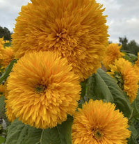 Sunflower- Double Dazzler F1
