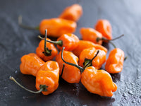 Helios – Habanero Pepper Seed