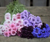 Cornflower- Classic Artistic