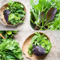 Frills Mix – Vegetable Seed