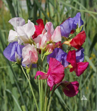 Sweetpea- Multiflora Colorama Mix