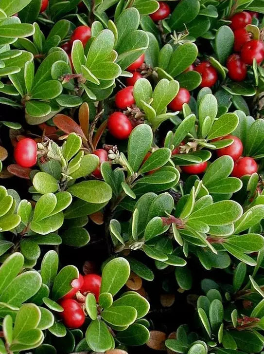 Bearberry Arctostaphylos uva-ursi seeds