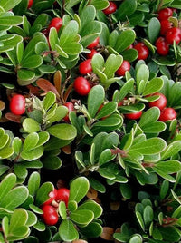 Bearberry Arctostaphylos uva-ursi seeds