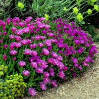 Organic Purple Delosperma Cooperi Groundcover Flower Seeds for Planting for planting in home garden